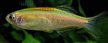 Brachydanio choprae (Danio Chopray)