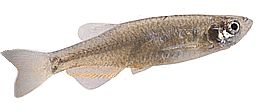 Brachydanio kerri