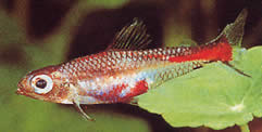 Brittanichthys myersi (MYERS BLOOD TETRA)