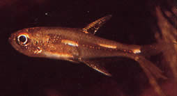 Brittanichthys sp (Luminescent dashes tetra)