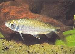 Brycinus affinis (Brycinus Red Plume)