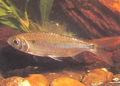 Brycinus leuciscus (Brycinus white)