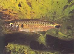 Brycinus macrolepidotus (Tetra with true scales)
