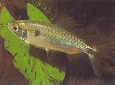 Brycinus schoutedeni (Brycinus with grand scales)