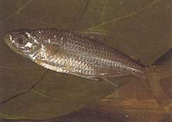 Bryconaethiops macrops (Tetra big masked eyes)