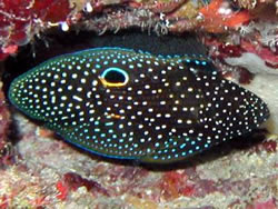Calloplesiops altivelis (Comet)