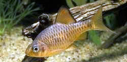 Capoeta oligolepis (Oligolepis bearded)