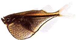 Carnegiella marthae