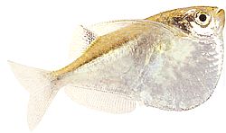 Carnegiella myersi