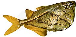 Carnegiella strigata strigata