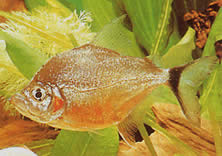 Catoprion mento (Piranha mento, big head pacou)