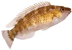 Centrolabrus exoletus (Old -fashioned)