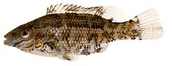 Centrolabus melops (Common Crenilabre)