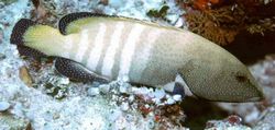 Cephalopholis argus