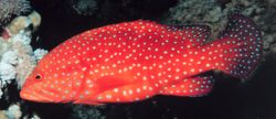 Cephalopholis miniatus