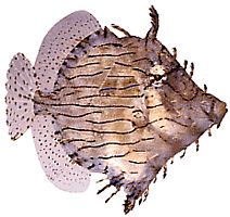Chaetoderma penicilligera