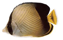 Chaetodon decussatus (Chétodon False-Vagabond)