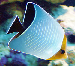 Chaetodon larvatus