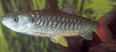 Chalceus erythrurus