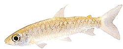 Chalceus macrolepidotus (Pink tail chalceus)