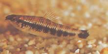 Characidium fasciatum (Characidium fascinated)