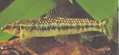 Characidium sp. aff. fasciatum