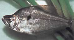 Charax pauciradiatus (Cynocephalus charax)