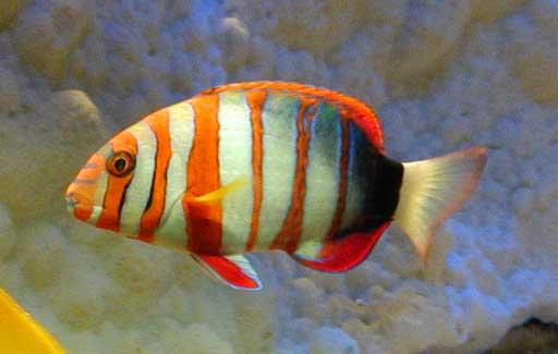 Choerodon sp (Loop)