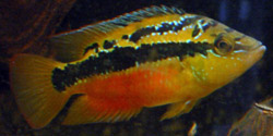 Cichlasoma salvini