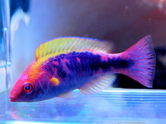 Cirrhilabrus Lubbocki (Lubre de Lubbock)
