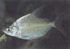 Citharinus citharus (High back shit)