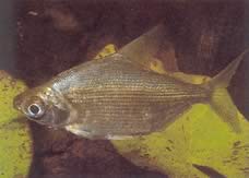 Citharinus congicus