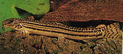 Cobitis taenia (River Loche)