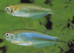 Coelurichthys microlepis (Tetra crusher with small scales, barberos)