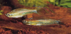 Coelurichthys tenuis Tetra held, tetra-barberos