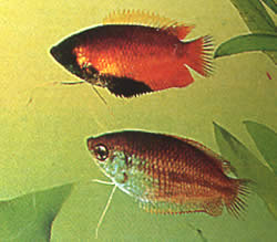 Colisa chuna (Chuna packages)