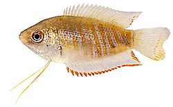 Colisa fasciata