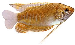 Colisa labiosa (GOURAMI LIPPU)