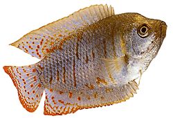 Colisa lalia (Dwarf gourami)