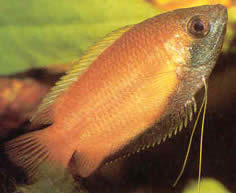 Colisa sota (Honey gourami)
