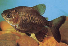 Colossoma macropomum (Black pacou, giant pacou, gamitana)