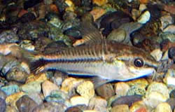 Corydoras pygmaeus