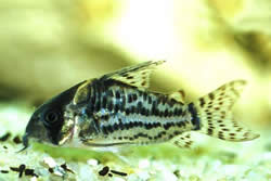 Corydoras schwartzi (Corydoras with five bands)