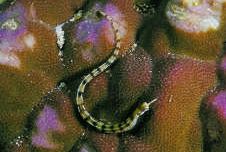 Corythoichthys flavofasciastus (Yellow bandefish fish)
