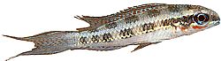 Crenicara filamentosa