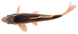Cyprinus carpio (Koi)