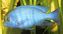 Cyrtocara moorii (Haplo Blue)