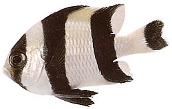 Dascyllus melanurus (Black -tailed lady)