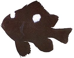 Dascyllus trimaculatus (Three spots)