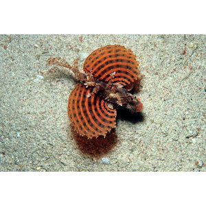 Dendrochirus brachypterus (Dwarf)